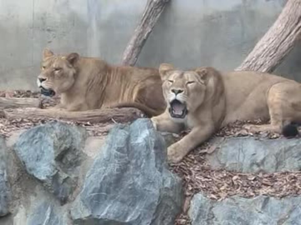 人気の Av アニマルビデオ 動物園 動画 315本 4 ニコニコ動画