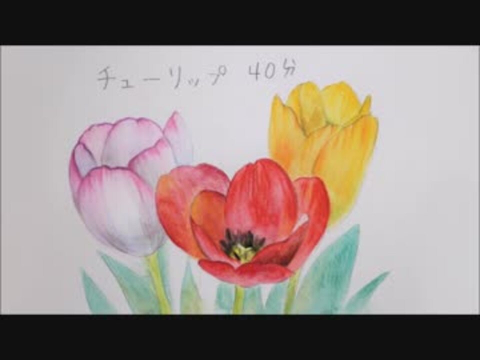 水彩色鉛筆 チューリップ W Tulip Watercolor ニコニコ動画