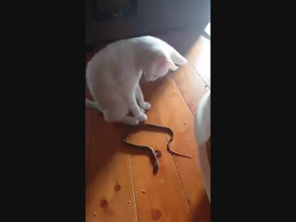 蛇を狩る猫 - ニコニコ動画