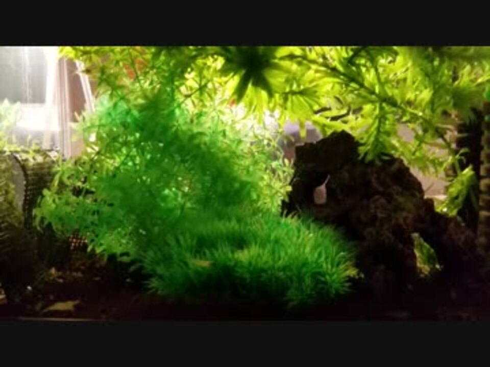 一人暮らし アクアリウム 2ch