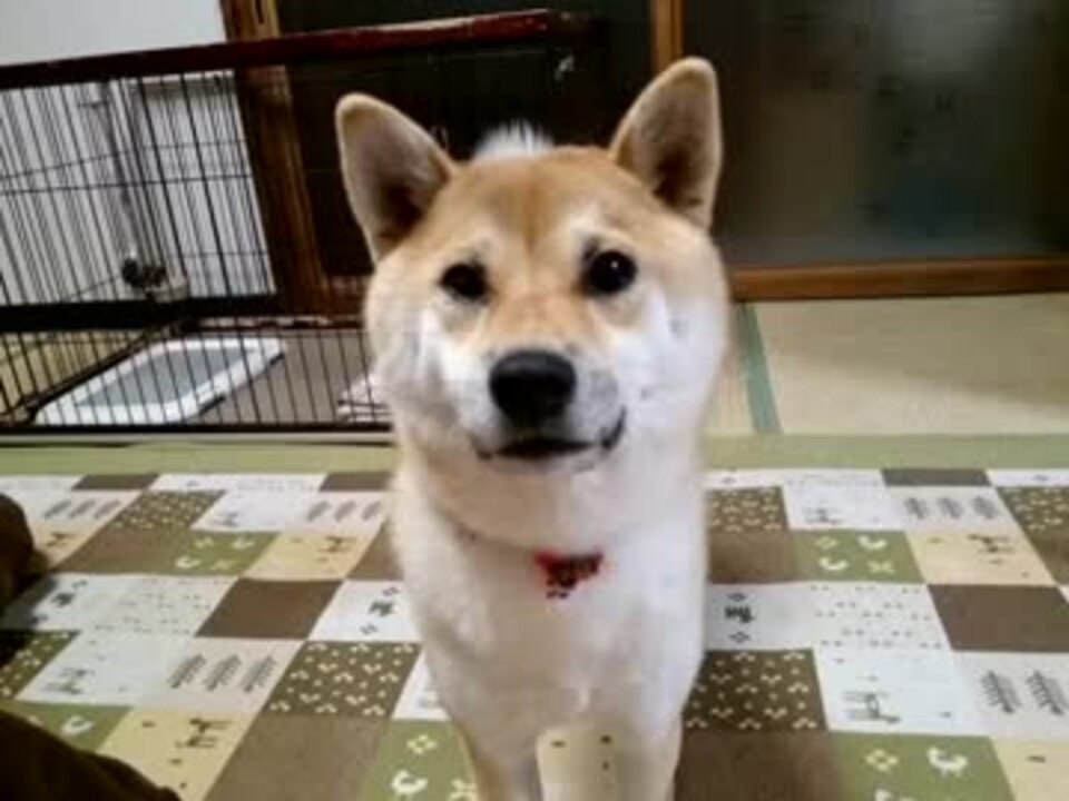 柴犬 犬語でお願いします ニコニコ動画