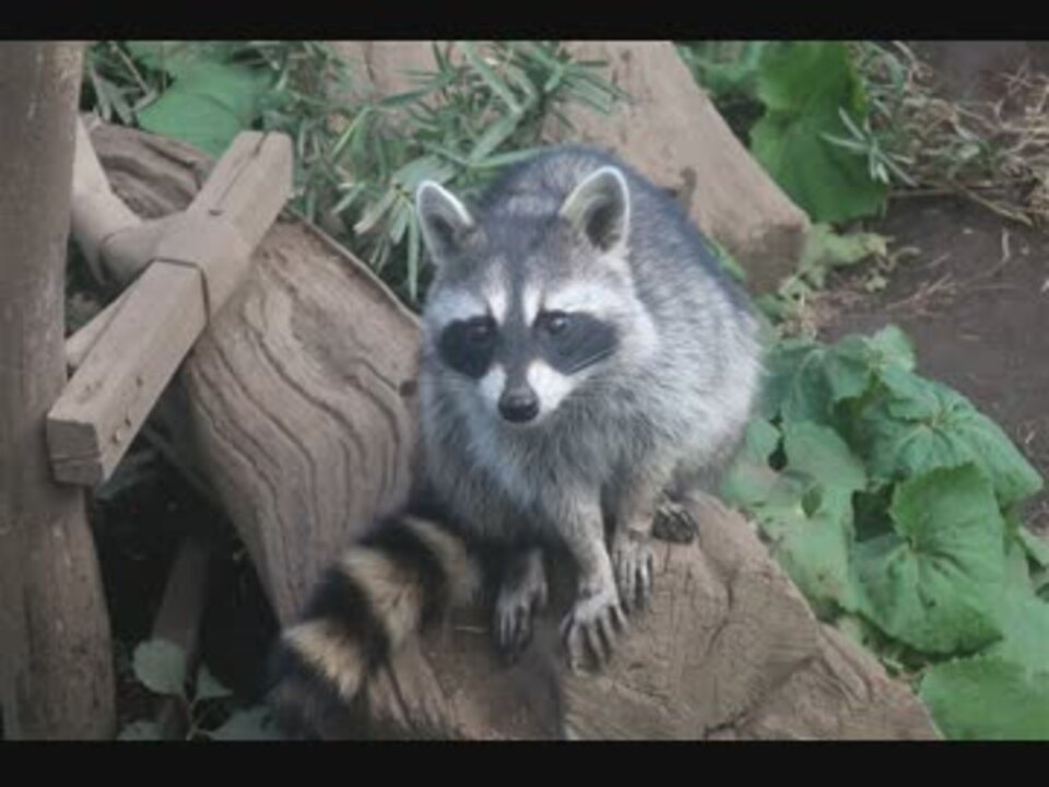 しぐさが可愛いアライグマさん かみね動物園 ニコニコ動画