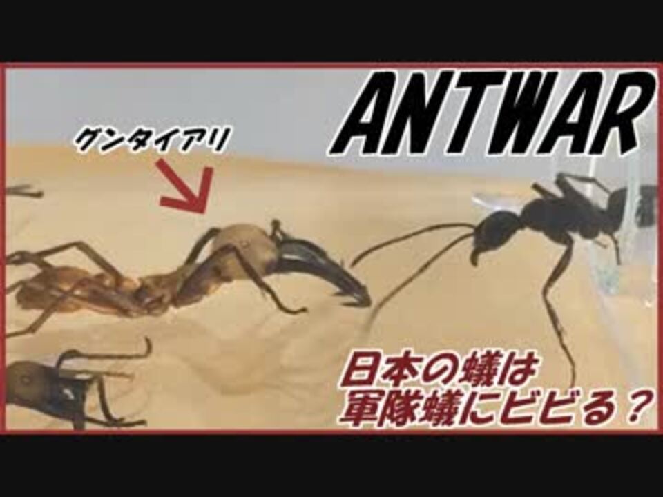 人気の グンタイアリ 動画 12本 ニコニコ動画