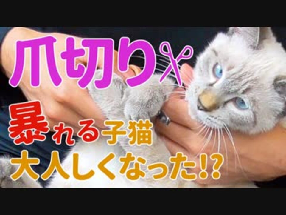 暴れる猫ちゃん一発キャッチで爪切り‼︎ | monsterdog.com.br