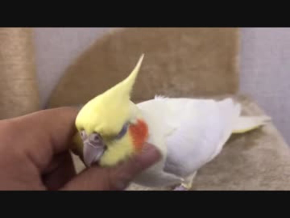 人気の オカメインコちの 動画 49本 ニコニコ動画