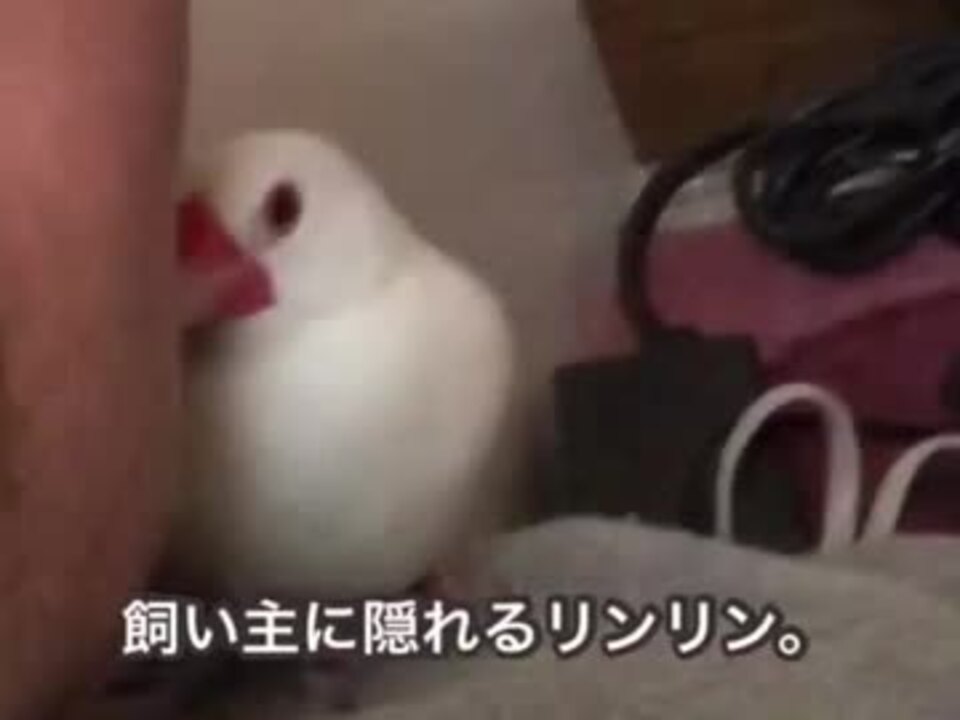 文鳥の可愛い仕草まとめました ニコニコ動画