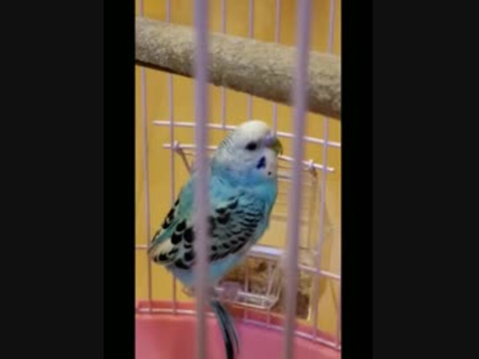 人気の セキセイインコ 動画 2 507本 19 ニコニコ動画