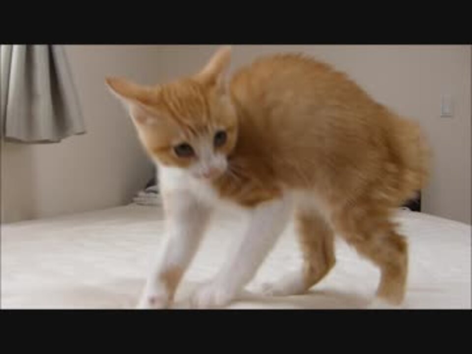 見たこともないポーズで威嚇してくる子猫ルゥ君 ニコニコ動画