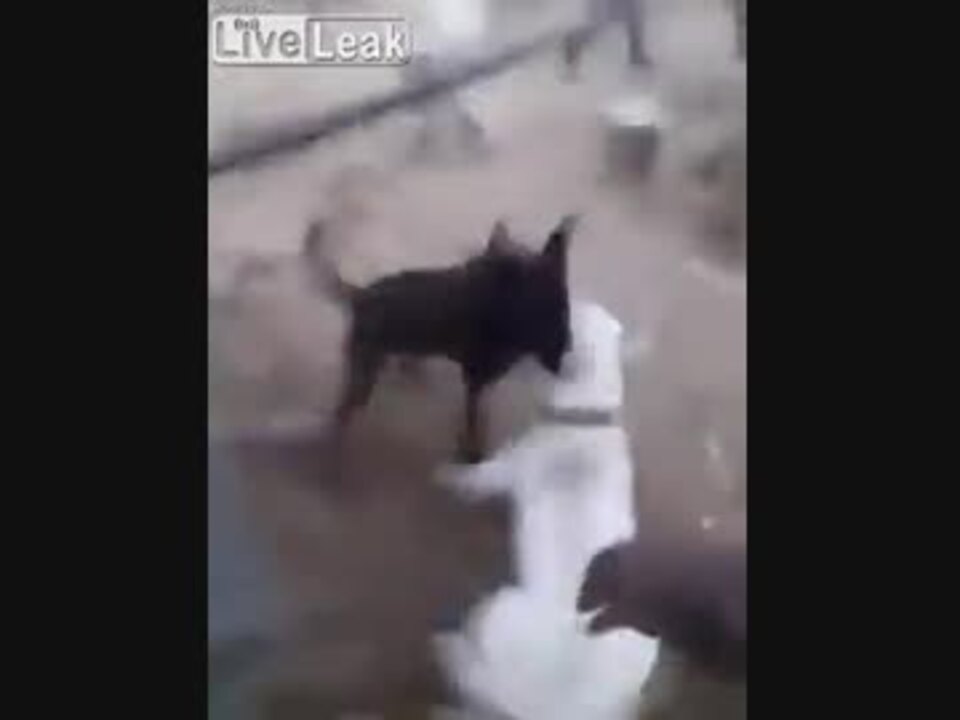 犬の喧嘩を止めようとした悲劇 ニコニコ動画