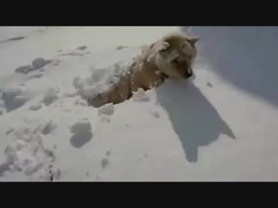 雪に埋まって寝る犬 ニコニコ動画