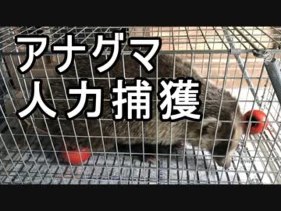 人気の 動物 罠 動画 26本 ニコニコ動画