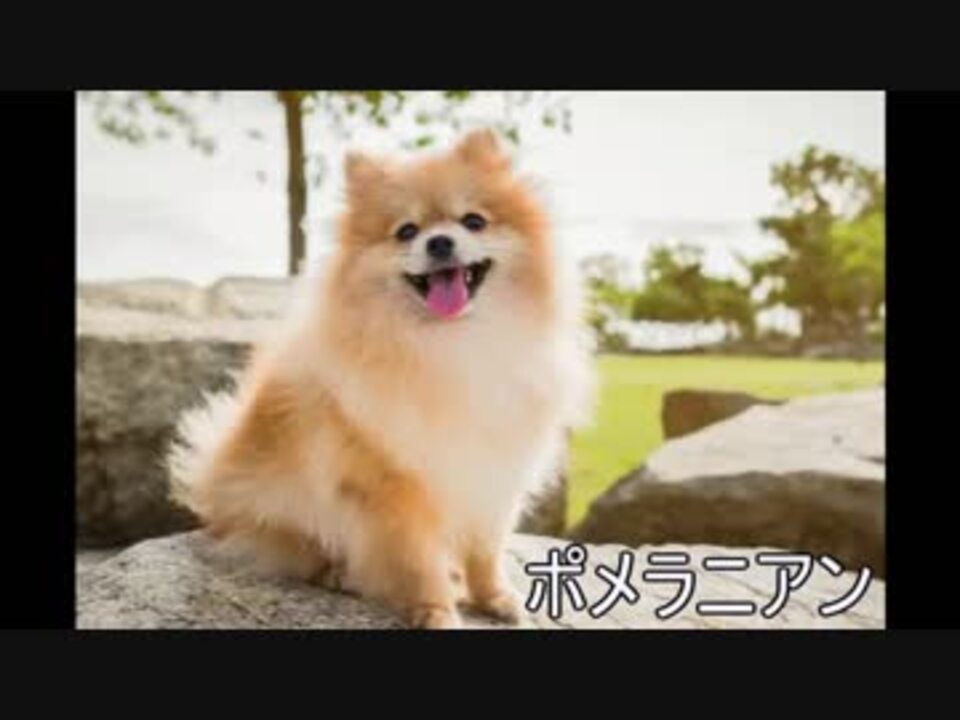 米津犬種 Waon ニコニコ動画