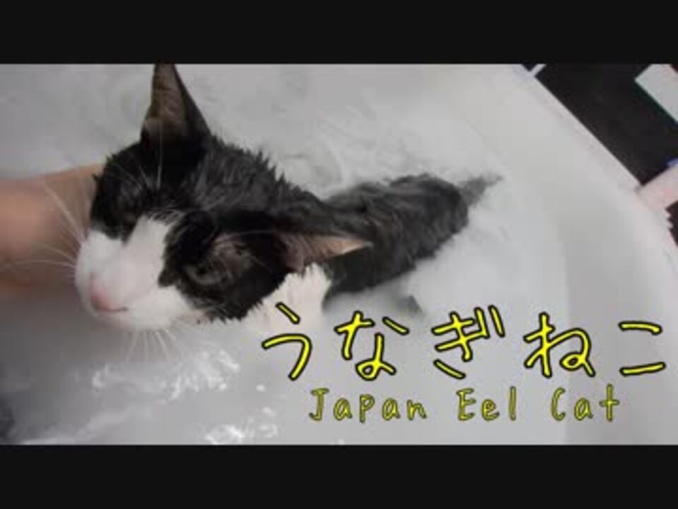 人気の むー 猫 動画 168本 ニコニコ動画
