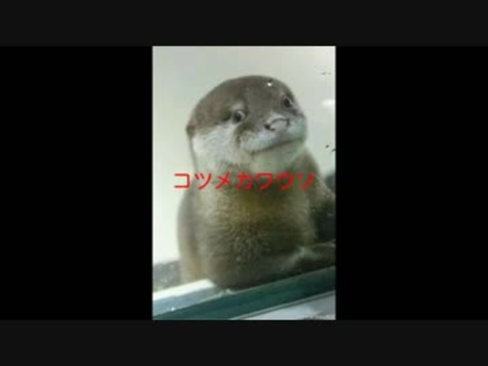 衝撃 コツメカワウソとオオカワウソの違いw カワウソ コツメカワウソ 衝撃 Av ニコニコ動画