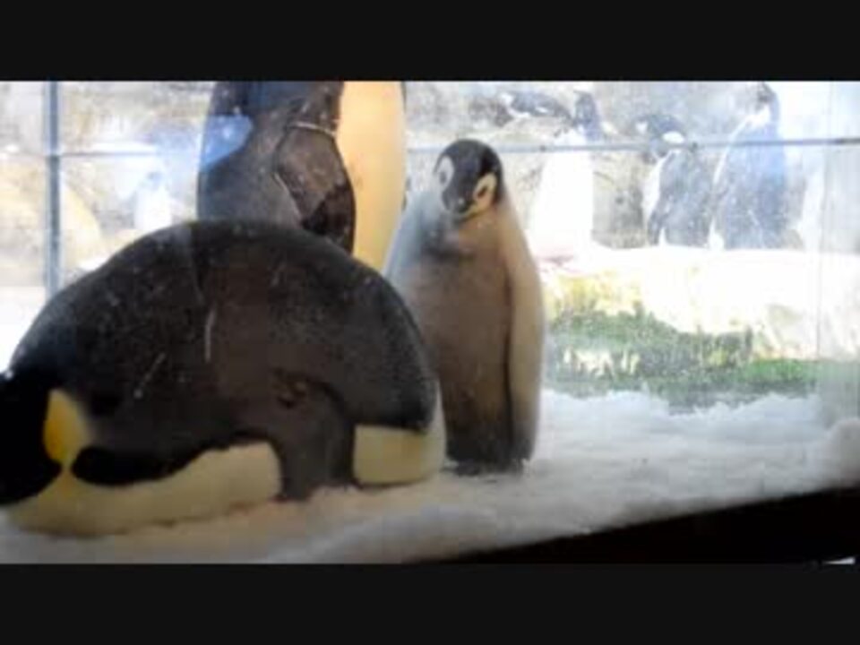 パンダ コウテイペンギン ジェンツーペンギンの赤ちゃん ニコニコ動画