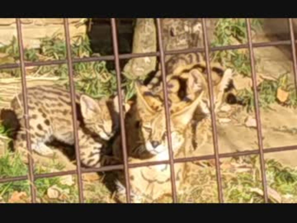 狩りごっこする双子のサーバルキッズ 多摩動物公園 ニコニコ動画