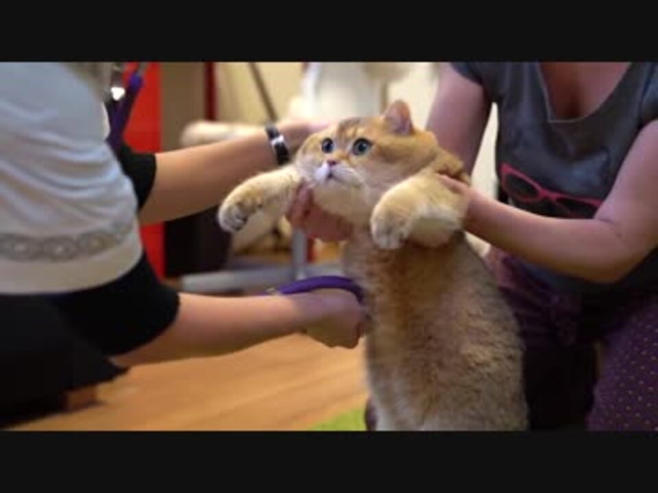 モフモフ猫が可愛すぎて辛い ニコニコ動画
