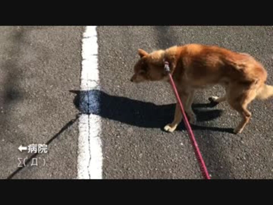 病院に連れて行こうとしたらめっちゃ嫌がる犬 ニコニコ動画