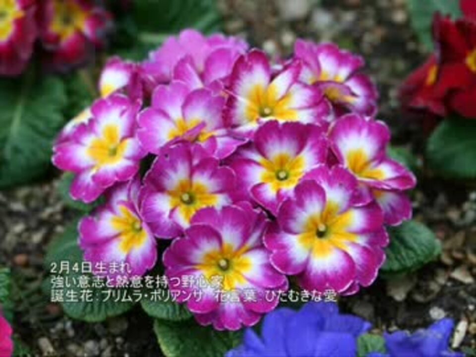 トップ100 2 月 4 日 誕生 花 最高の花の画像