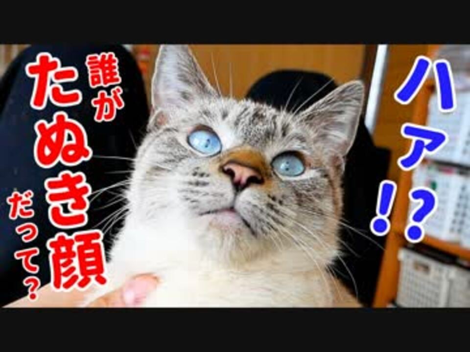 かわいさを自覚している猫がかわいすぎる顔をカメラに見せつけるので 一瞬見せたたぬき顔をサムネにしてやりました ニコニコ動画