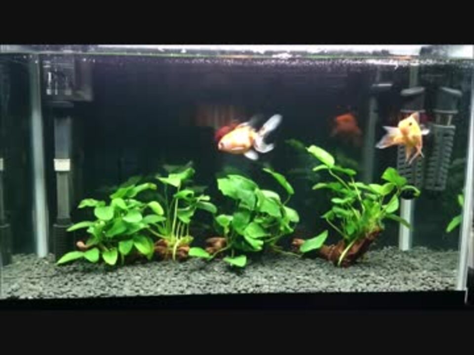 人気の 金魚 動画 771本 5 ニコニコ動画