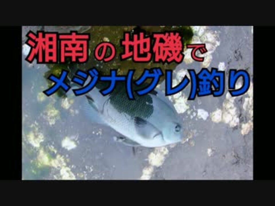 7 湘南の地磯に初釣行 メジナ グレ のフカセ釣り 短め ニコニコ動画