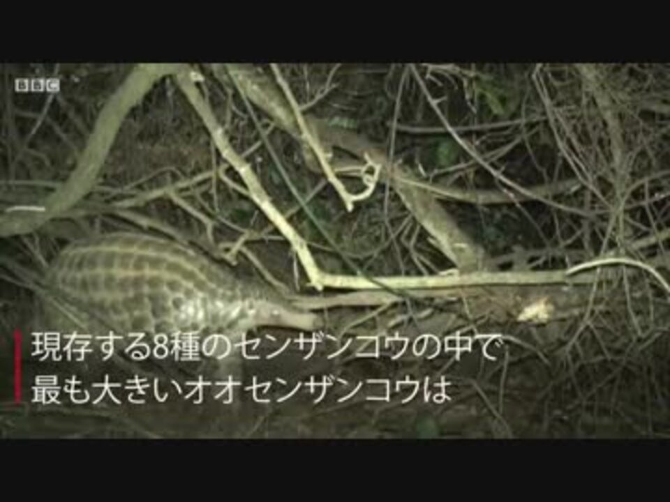 人気の 密猟 動画 26本 ニコニコ動画