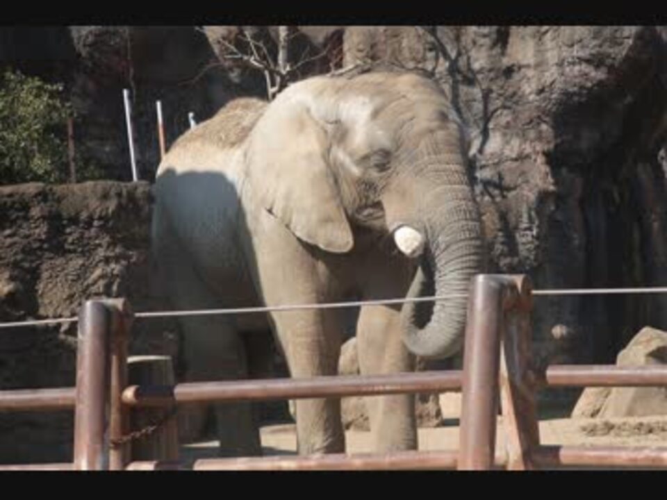 人気の アフリカゾウ 動画 26本 ニコニコ動画