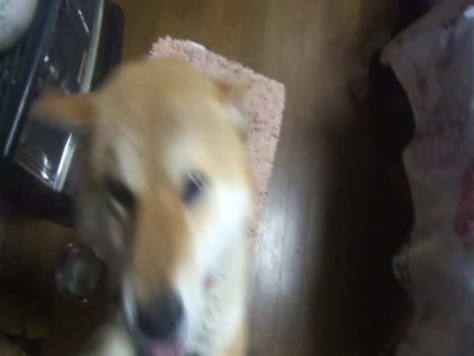 人気の 犬 犬 犬 動画 15 6本 34 ニコニコ動画