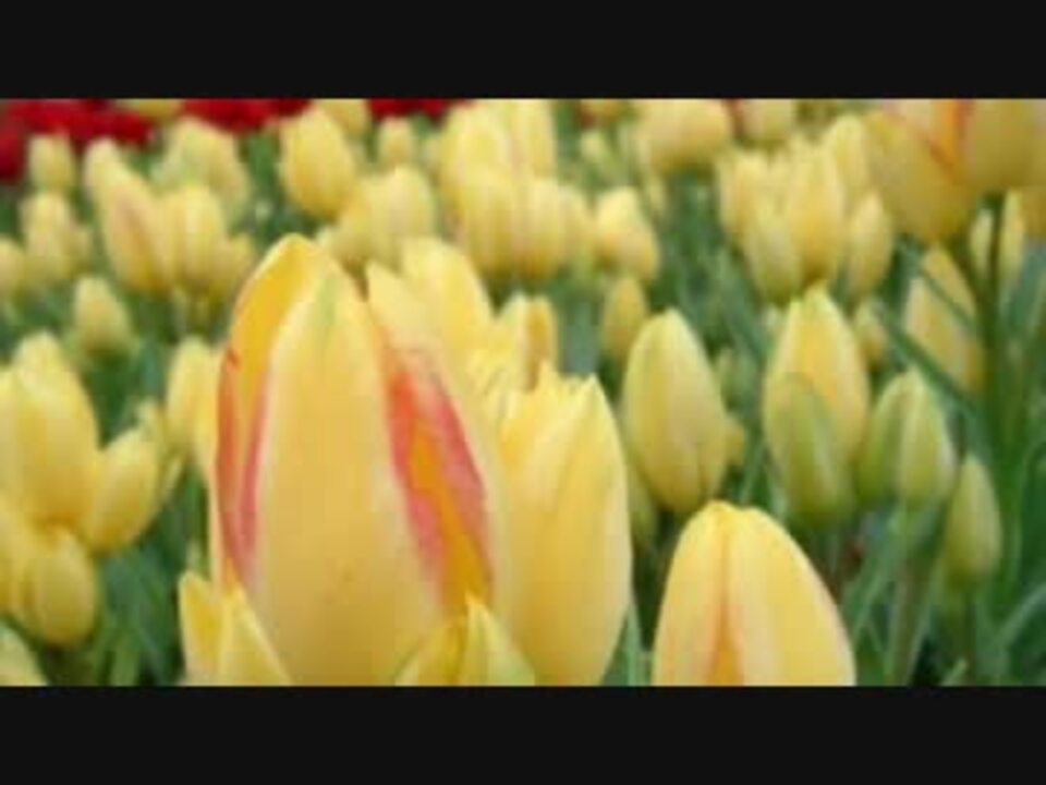 赤ちゃん すやすやおねむり ディズニーオルゴールbgm ニコニコ動画