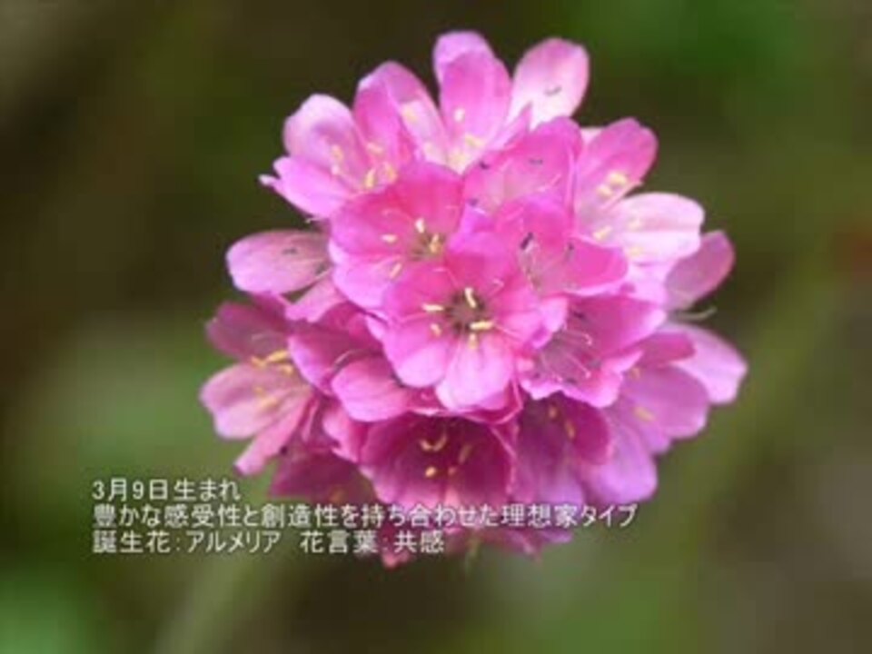 すべての美しい花の画像 50 3 月 9 日 誕生 花