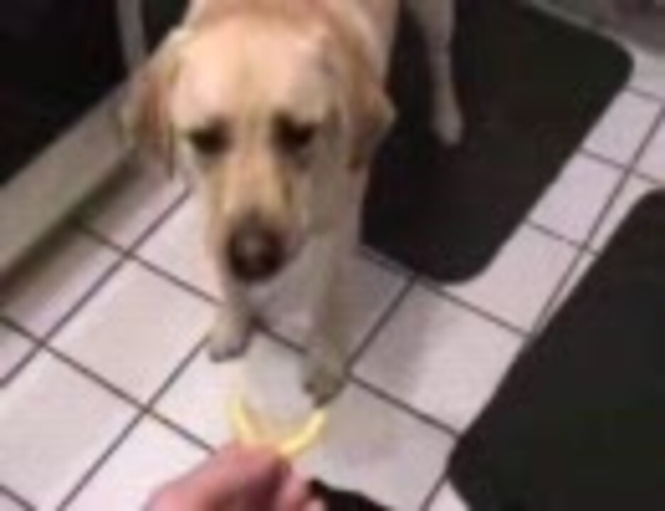 飼い主に差し出されたレモンと格闘する犬 ニコニコ動画