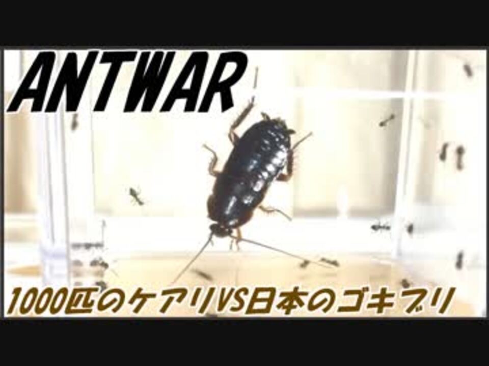 1000匹のケアリvs日本のゴキブリ 黒光りの例のアイツ ニコニコ動画