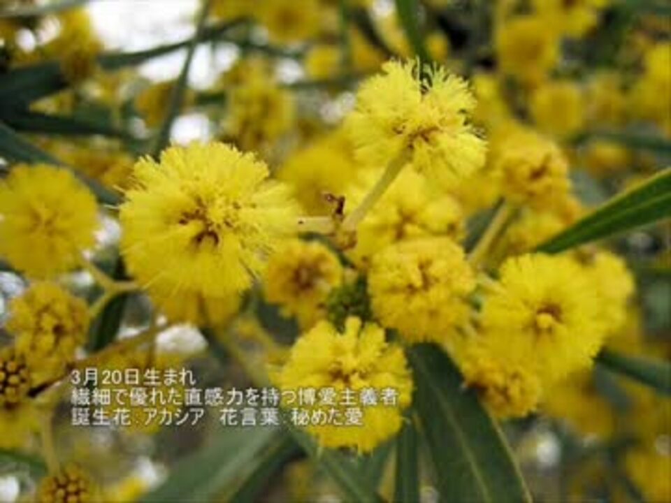 新鮮な3 月 日 誕生 花 すべての美しい花の画像