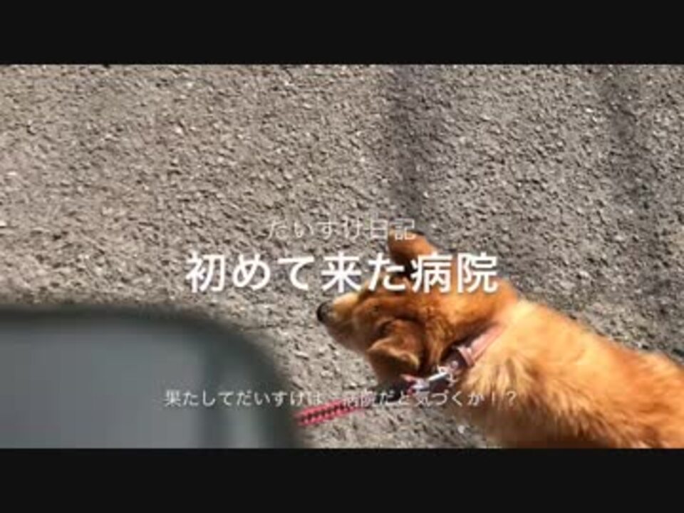 初めて連れて行った病院に果たして病院嫌いの犬は気づくか ニコニコ動画