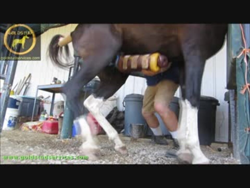 馬の射精⑤ ニコニコ動画