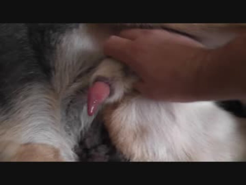 人気の 犬 動画 18 631本 ニコニコ動画