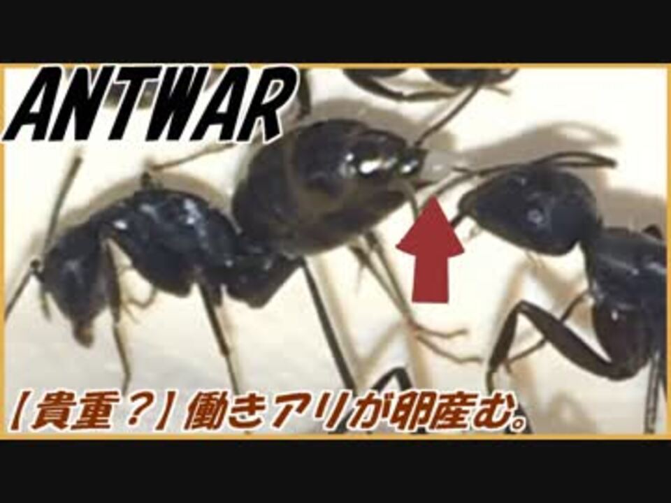 朗報 女王アリがいないアリの巣では働きアリが卵を産む ニコニコ動画