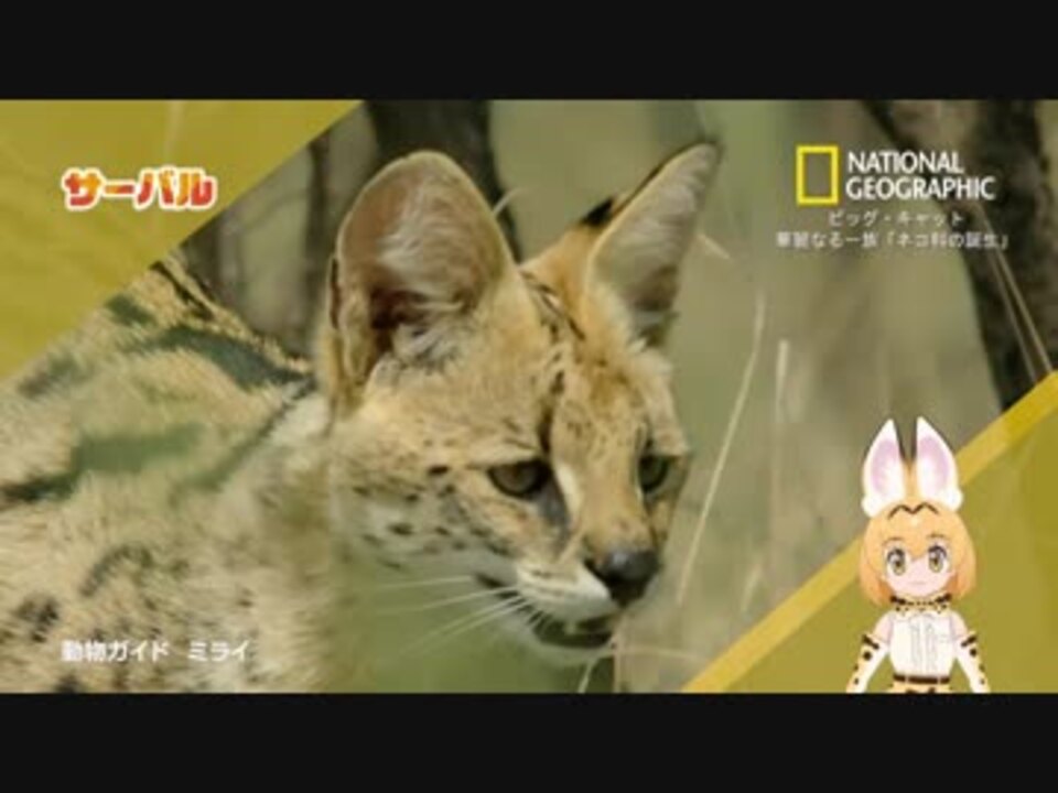 人気の ヒゲじい 動画 13本 ニコニコ動画