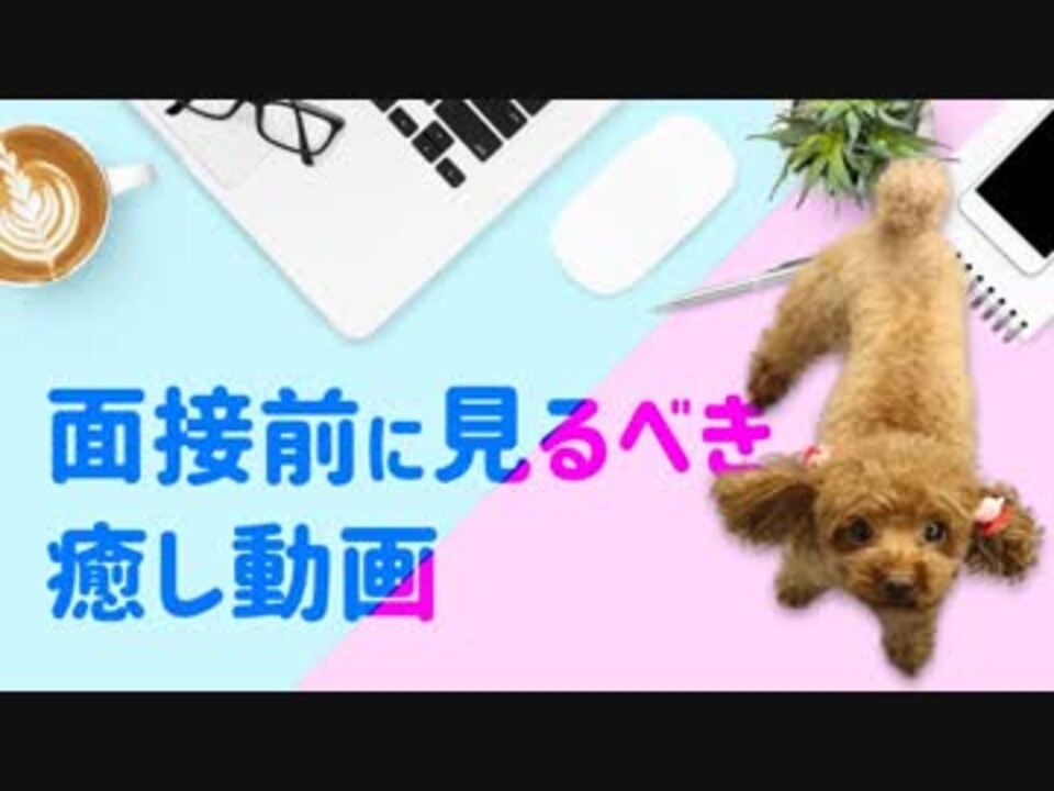 人気の 癒し 犬 動画 565本 8 ニコニコ動画