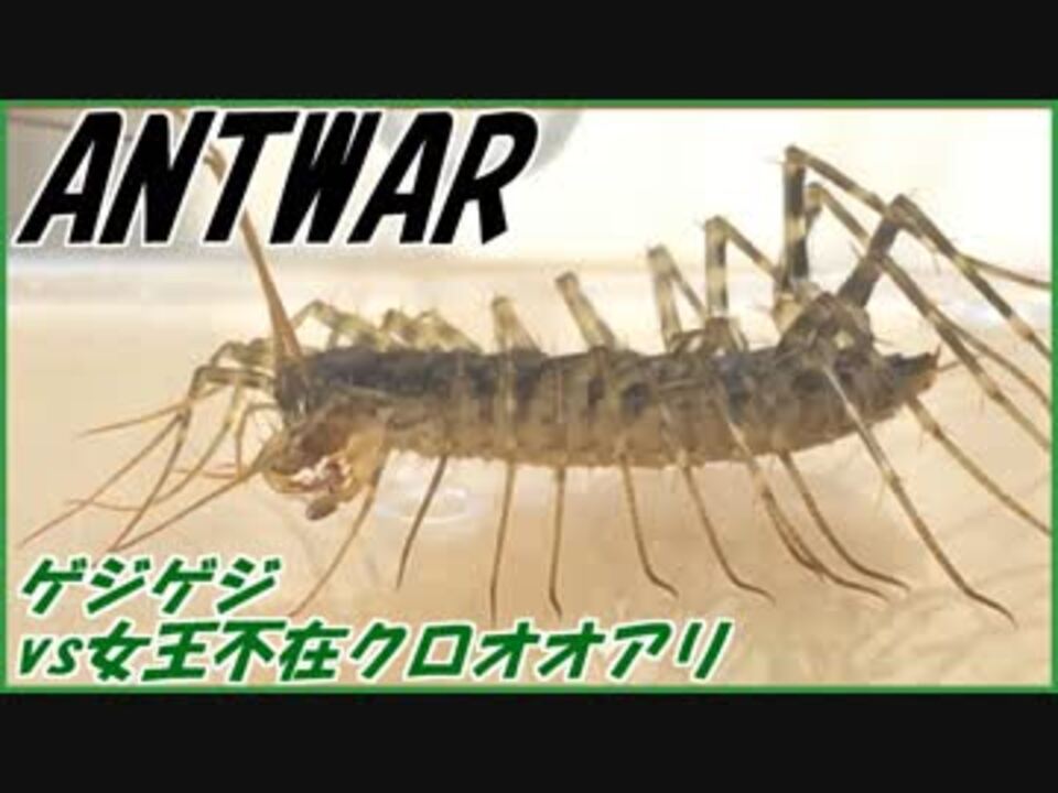 人気の ゲジゲジ 動画 25本 ニコニコ動画