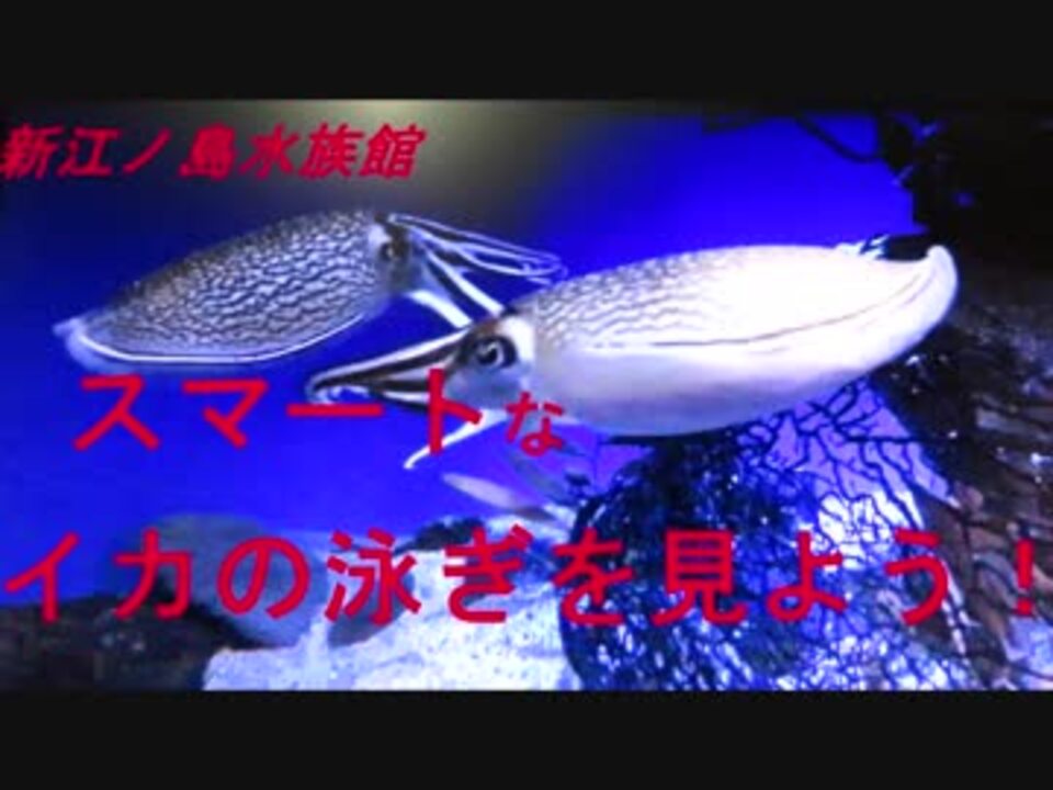 人気の コウイカ 動画 19本 ニコニコ動画