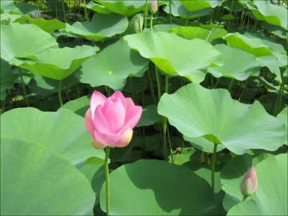 官能時代小説 朗読 悪女伝 より 高橋お伝 1 2 前半 大下英治 作 ニコニコ動画