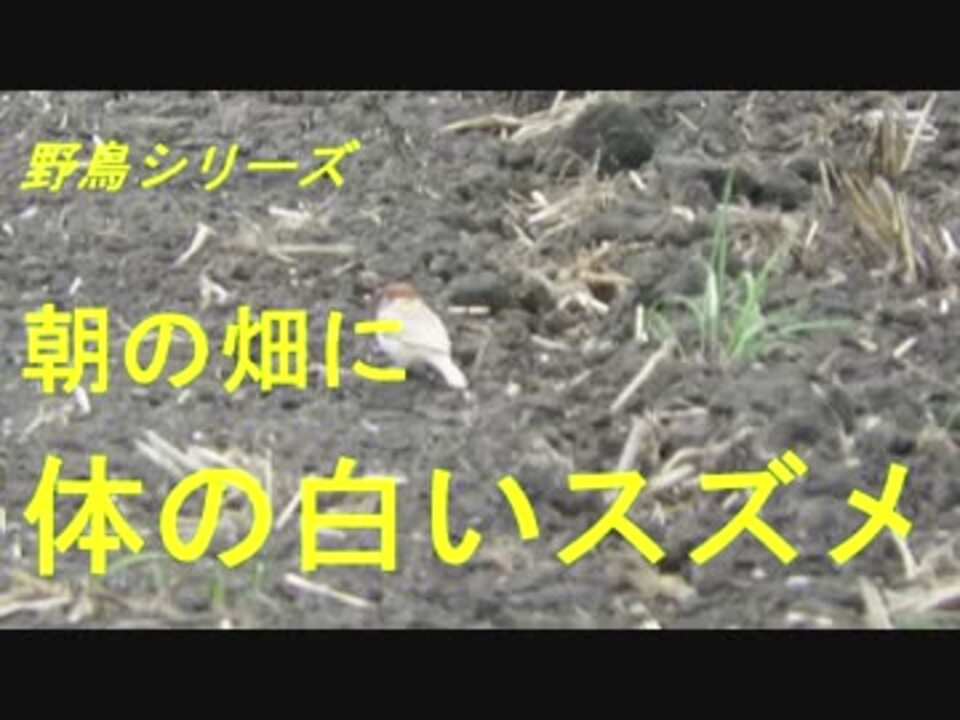 人気の すずめ 動物 動画 273本 2 ニコニコ動画