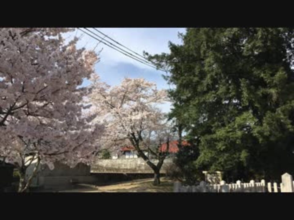 廿日市市 県天然記念物 津田の大カヤをたづねて 桜満開の境内 ニコニコ動画