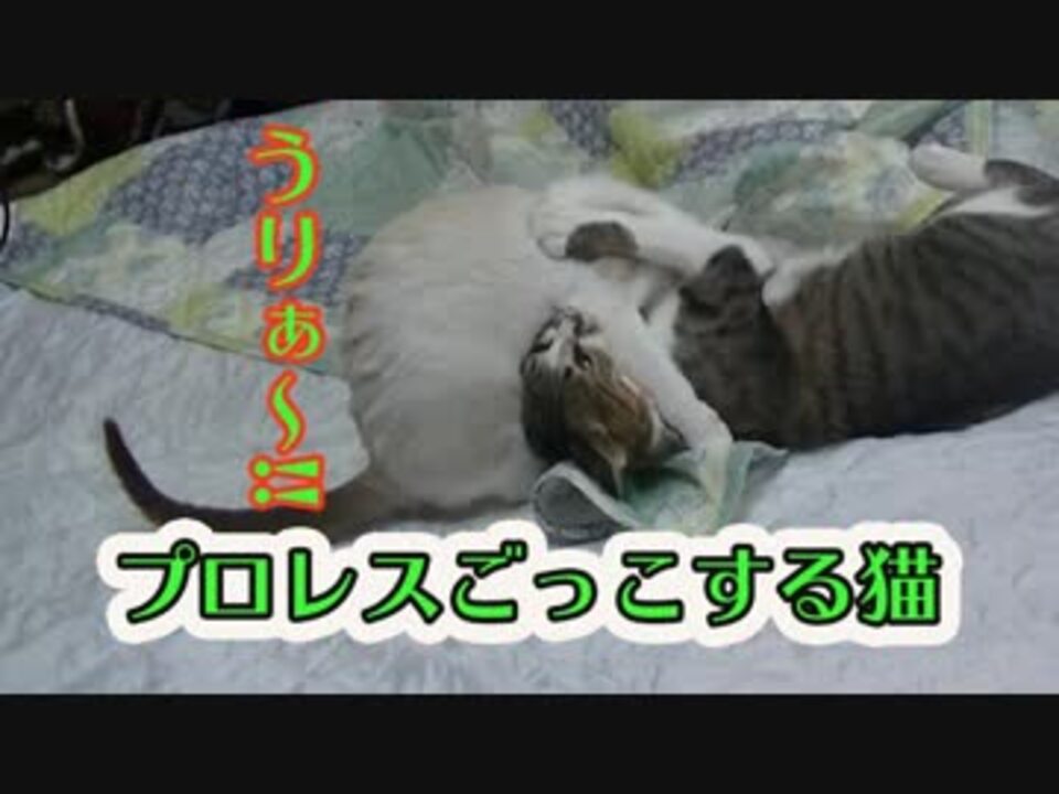 プロレスごっこする猫 ニコニコ動画