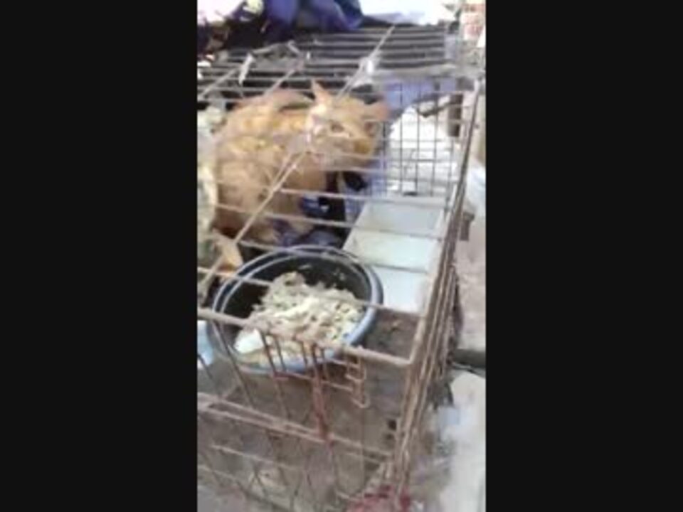 中国の猫 ニコニコ動画