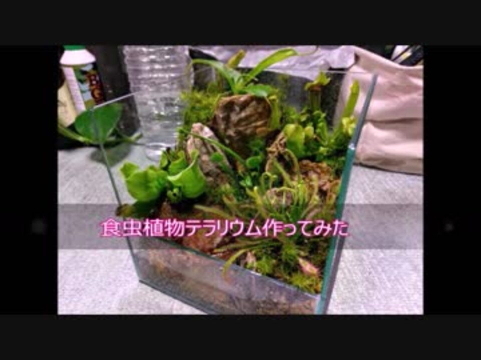 食虫植物テラリウム作ってみた - ニコニコ動画