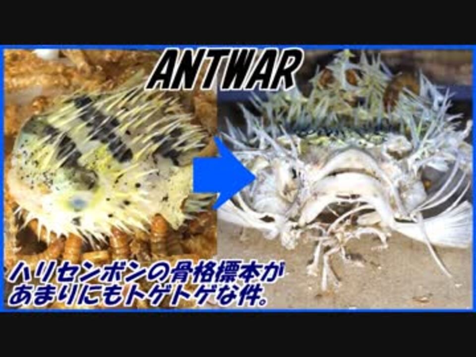 ハリセンボンの骨格標本があまりにもトゲトゲしすぎてた ニコニコ動画