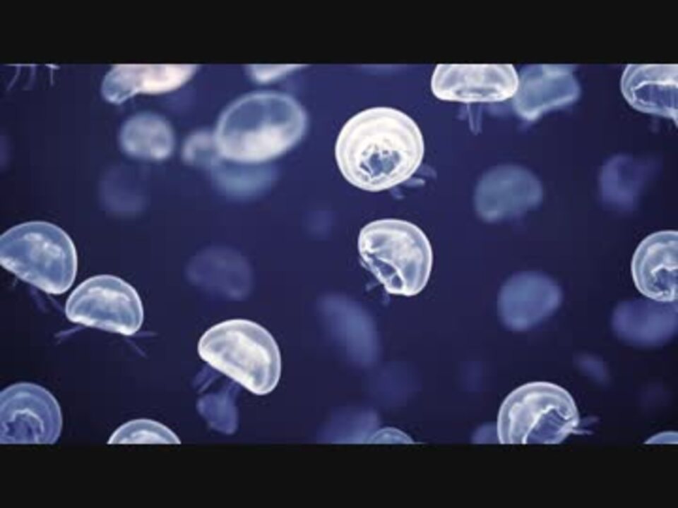 人気の Vocaloidくらげ曲 動画 129本 ニコニコ動画